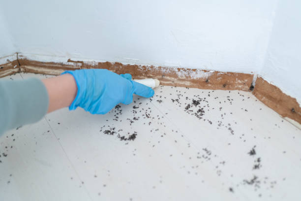 Best Local Pest Control Services  in Cartersville, GA